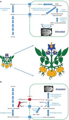 Starch Trek: The Search for Yield